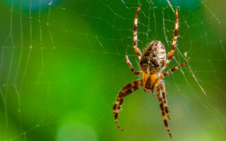Брюшко пауков: сегментация, склериты, борозда