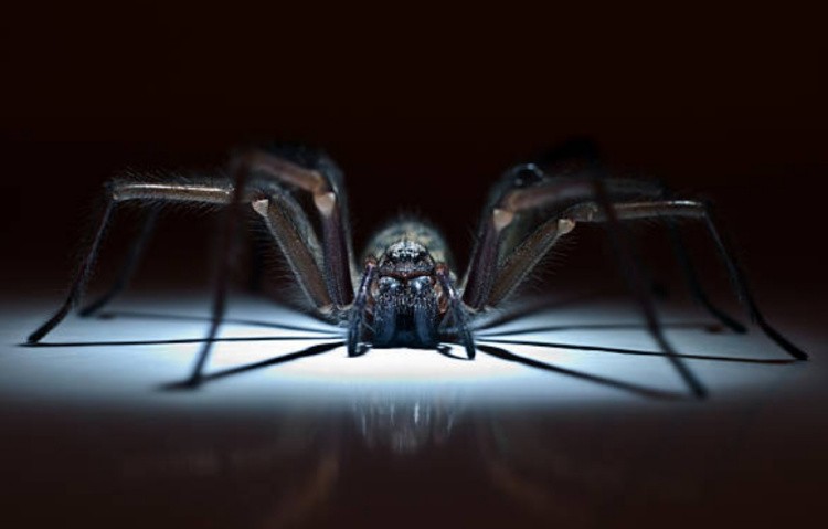 Конечности у пауков: название, описание и фото