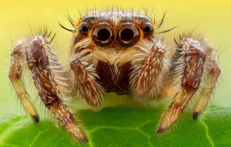 Звуковые органы пауков и биологическое значение 
