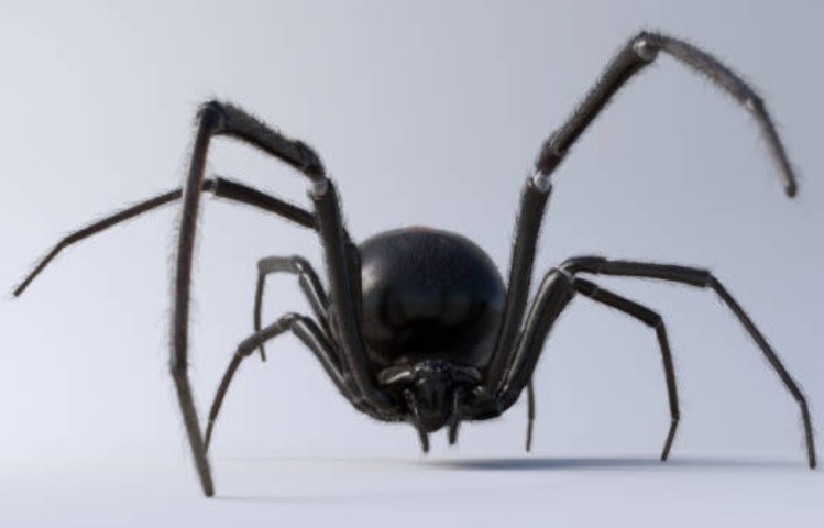 Покровы и линька пауков: гиподерма, кутикула, волоски