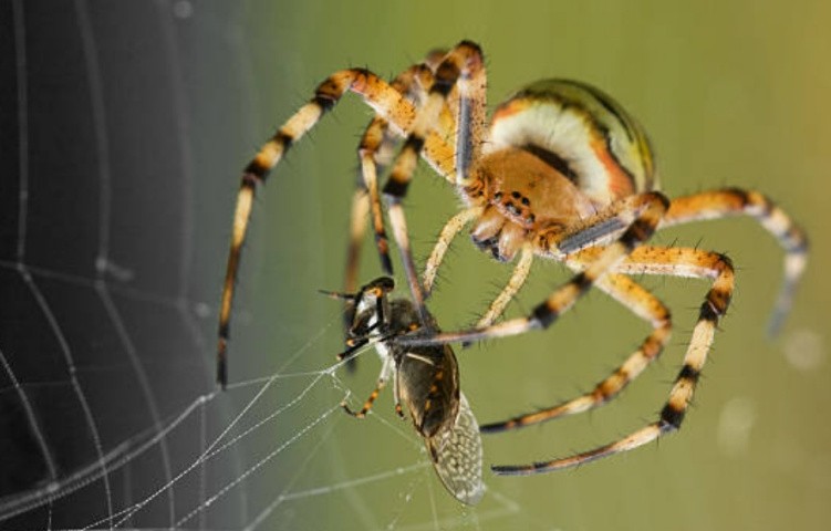 Губная, гнатококсальные, ядовитые и паутинные железы пауков