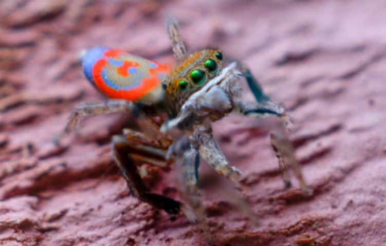 Окраска пауков: обилие тонов и оттенков, виды рисунков