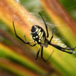 Происхождение органов дыхания у пауков: возможные теории