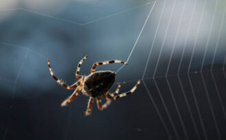 Органы чувств у пауков: осязание, зрение, обоняние и вкус