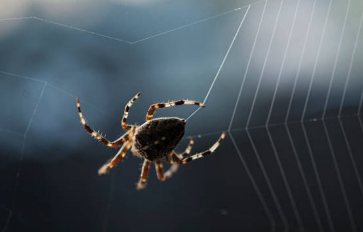 Органы чувств у пауков: осязание, зрение, обоняние и вкус