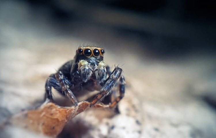 Зрительные способности пауков, особенности зрения