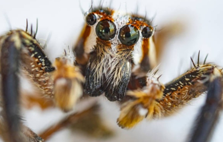 Мужская и женская половая система пауков