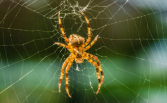 Совокупительный аппарат самцов паука: строение и типы