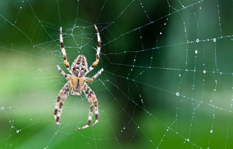 Размножение пауков: биология и физиология, брачные танцы