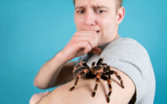 К чему снятся пауки: популярные сонники