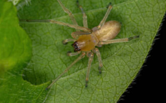Чем питаются пауки: многоядные и одноядные виды