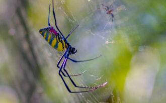 Бойцовский клуб: паук против других насекомых