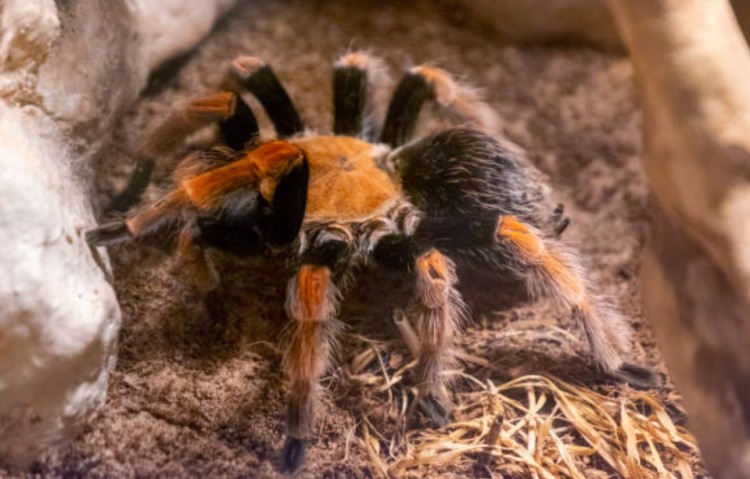 Гнезда пауков: отличия от других видов построек | Пауки.ру