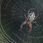 Ловчие сети паука: для чего служат, как плетется?