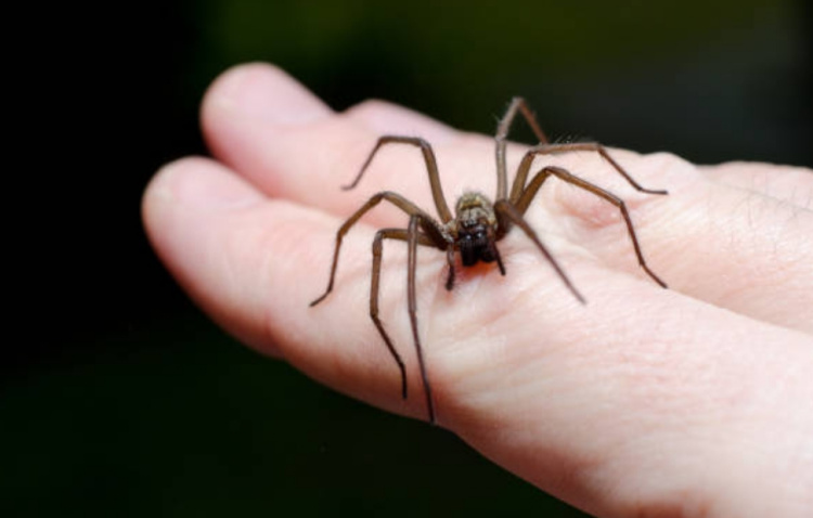Самые интересные факты про пауков: общие сведения