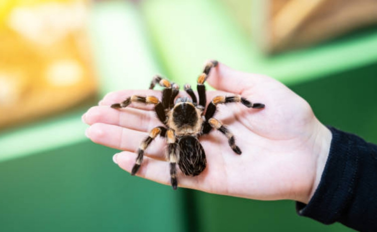 Содержание пауков в домашних условиях: ответы на вопросы