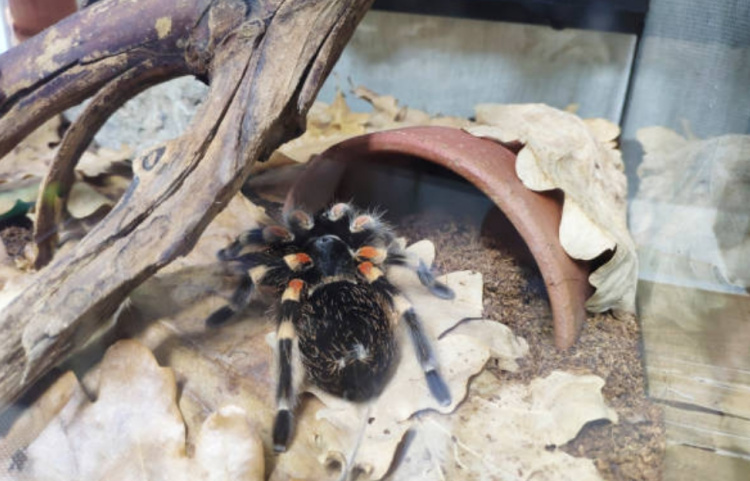 Содержание пауков в домашних условиях: ответы на вопросы