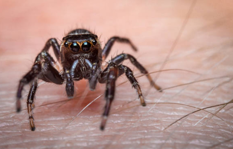 Что делать, если укусил паук? Защита и последствия от укуса