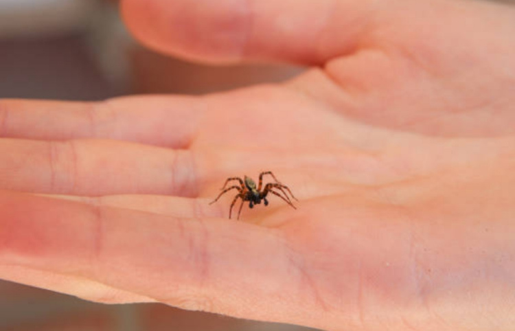 Что делать, если укусил паук? Защита и последствия от укуса