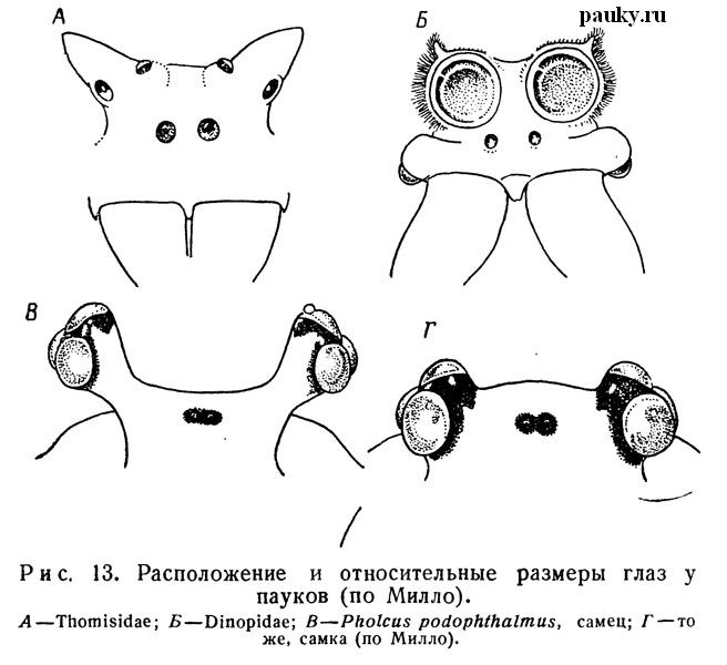Pholcus podophthalmus