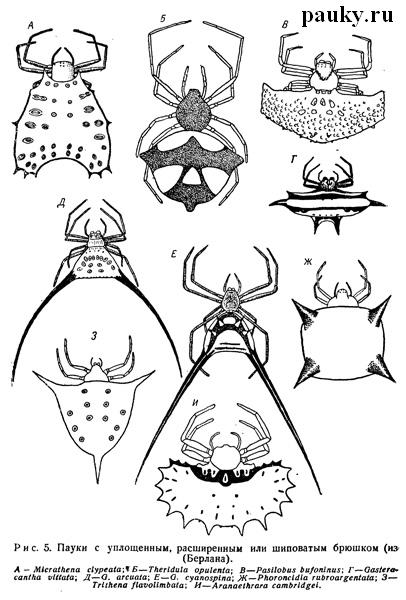 Araneus umbraticus
