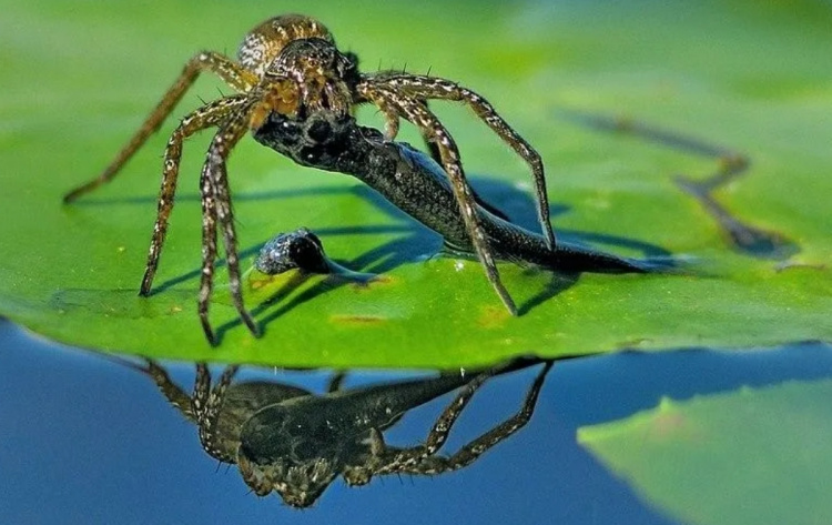 Водяные пауки