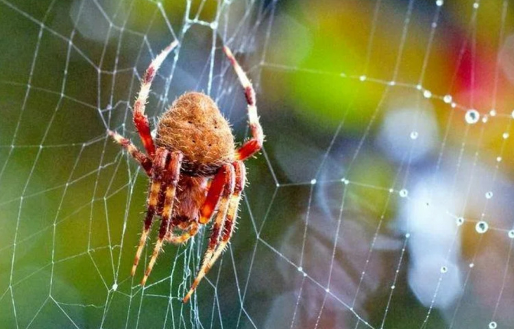 Распространенные виды пауков: фото, описание, особенности